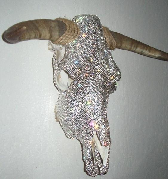 Bull Skull Left Side