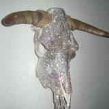 Bull Skull Left Side
