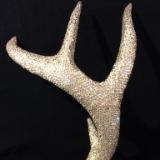 Deer Antler